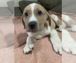 Small #2 Shepradors