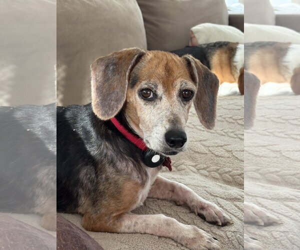 Medium Photo #1 Beagle Puppy For Sale in Tampa, FL, USA