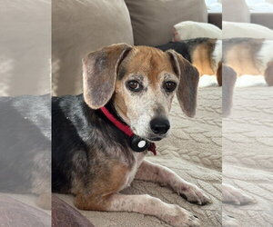 Ruby Red - Female Beagle Dog for Adoption