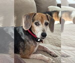 Ruby Red - Female Beagle Dog for Adoption - Small photo