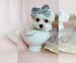 Puppy Maltese Maltese