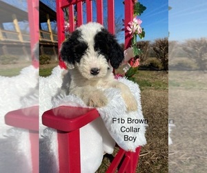 Bordoodle Puppy for Sale in BAILEYTON, Tennessee USA