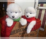 Puppy 6 Samoyed