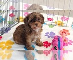 Small #10 Cockapoo (Toy)-Poodle (Toy) Mix