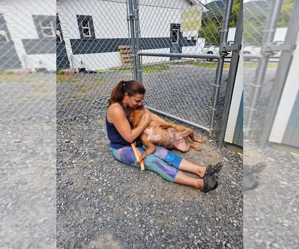 Medium Photo #8 Mutt Puppy For Sale in Hinton, WV, USA