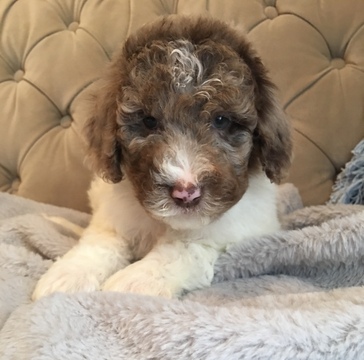 Medium Photo #3 Poodle (Standard) Puppy For Sale in BLOOMINGTON, UT, USA