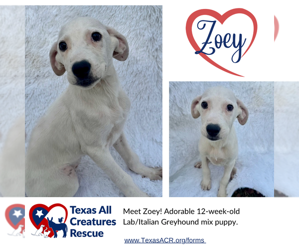 Medium Photo #1 Italian Greyhound-Labrador Retriever Mix Puppy For Sale in Lillian, TX, USA