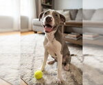 Small Labrador Retriever Mix