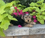 Small #4 Yorkshire Terrier