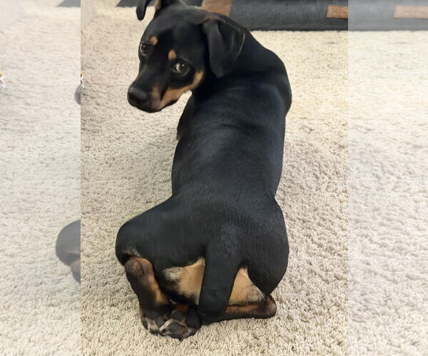 Medium Photo #8 Mutt Puppy For Sale in Doylestown, PA, USA