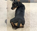 Small #7 Mutt