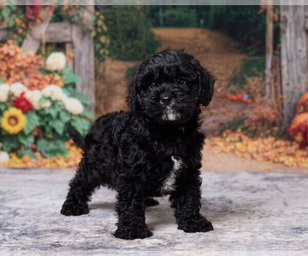 Medium Photo #4 Cavapoo (Miniature) Puppy For Sale in DUNDEE, OH, USA