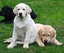 Small Photo #6 Labrador Retriever Puppy For Sale in LACEY, WA, USA