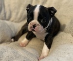 Puppy Piper Boston Terrier