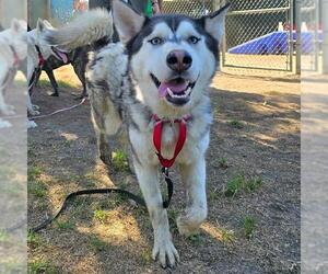 Siberian Husky Dogs for adoption in San Bernardino, CA, USA