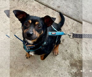 Petey - Male Chipin Dog for Adoption - Photo #4