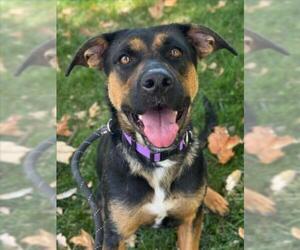 German Shepherd Dog-Unknown Mix Dogs for adoption in Woodland, CA, USA
