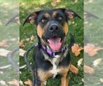 Small German Shepherd Dog Mix