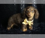 Small #3 Dachshund