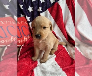 Golden Retriever Puppy for sale in KINGSPORT, TN, USA