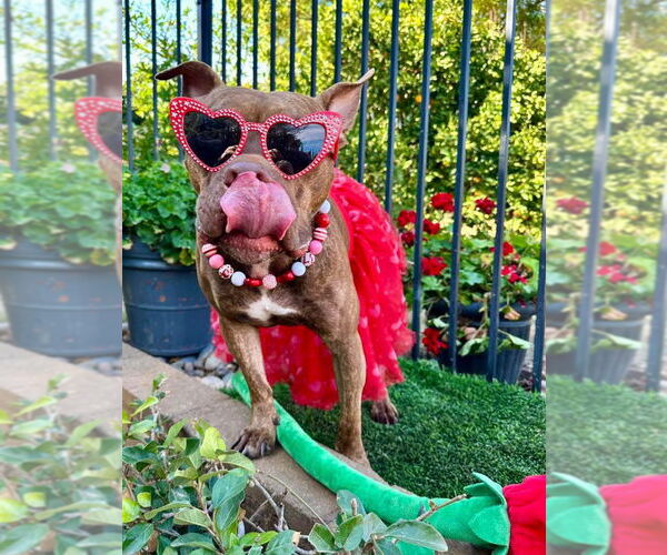Medium Photo #20 American Pit Bull Terrier-Unknown Mix Puppy For Sale in Redlands, CA, USA