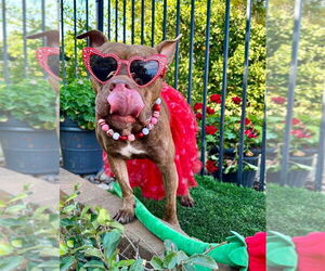 Gryffin - Female American Pit Bull Terrier-Unknown Mix Dog for Adoption - Photo #20