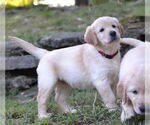 Small Golden Retriever