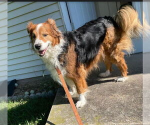 Collie-Unknown Mix Dogs for adoption in Sheboygan, WI, USA