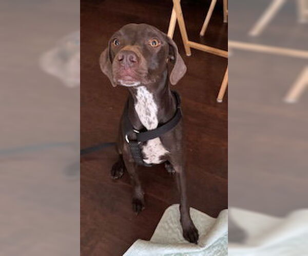 Medium Photo #8 Mutt Puppy For Sale in Boonton, NJ, USA