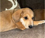Small #2 German Shepherd Dog Mix