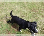 Small Photo #2 American Pit Bull Terrier-Labrador Retriever Mix Puppy For Sale in KINGSTON, WA, USA
