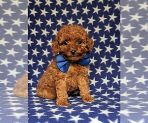 Cockapoo-Poodle (Miniature) Mix Puppy for sale in LANCASTER, PA, USA
