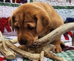 Small Photo #26 Labrador Retriever Puppy For Sale in BUFFALO, NY, USA
