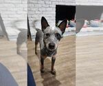 Small #4 Mutt