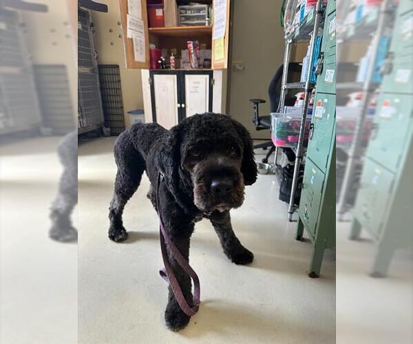 Medium Photo #1 Poodle (Standard)-Unknown Mix Puppy For Sale in Santa Cruz, CA, USA