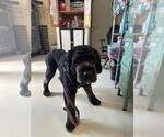 PURPLE - Female Poodle (Standard)-Unknown Mix Dog for Adoption - Small photo
