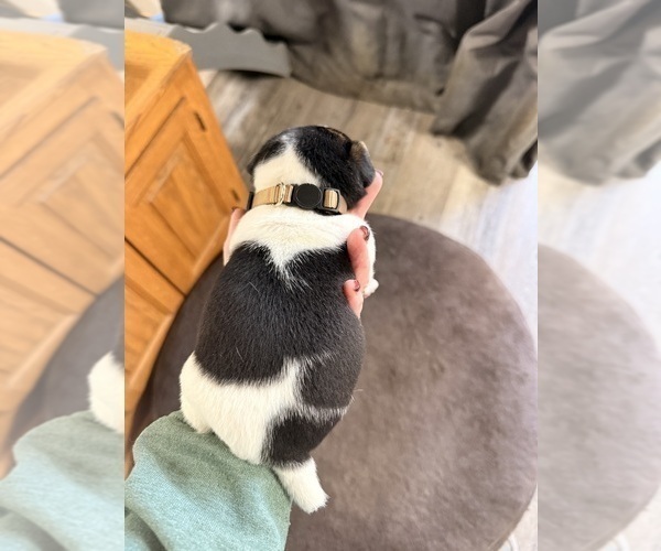 Medium Photo #12 Jack Russell Terrier Puppy For Sale in FREEMAN, MO, USA