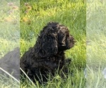 Puppy Lulu Cocker Spaniel-Sheepadoodle Mix