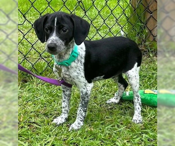 Medium Photo #4 Mutt Puppy For Sale in Tarrytown, GA, USA