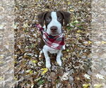 Small #10 American Pit Bull Terrier Mix