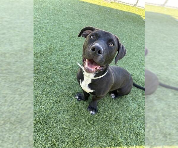 Medium Photo #1 Dachshund-Unknown Mix Puppy For Sale in Downey, CA, USA