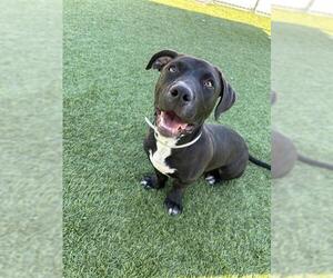 Dachshund-Unknown Mix Dogs for adoption in Downey, CA, USA