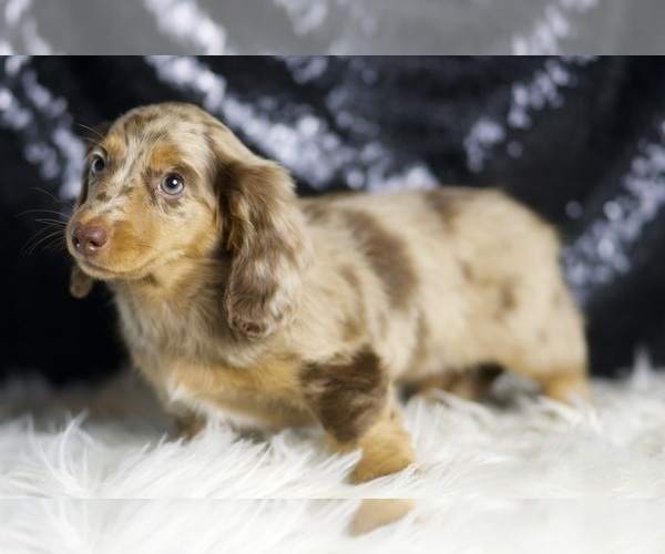 Medium Photo #109 Dachshund Puppy For Sale in WARSAW, IN, USA