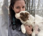 Small #5 Border Collie
