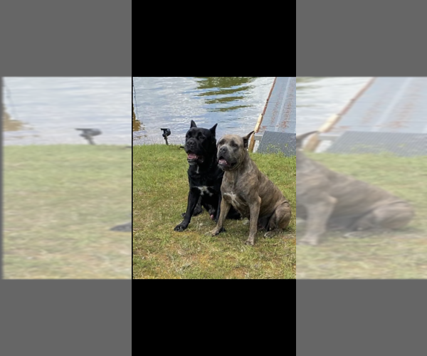 Full screen Photo #1 Cane Corso Puppy For Sale in KINGS MOUNTAIN, NC, USA