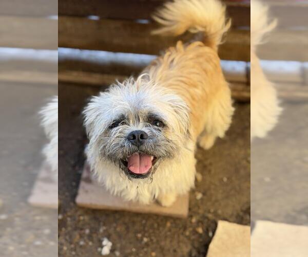 Medium Photo #1 Brussels Griffon Puppy For Sale in Santa Maria, CA, USA