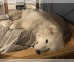Small #3 Great Pyrenees