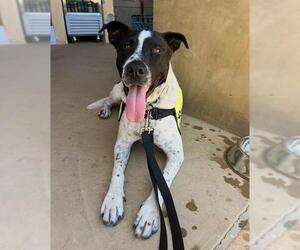 German Shorthaired Pointer-Unknown Mix Dogs for adoption in Santa Barbara, CA, USA