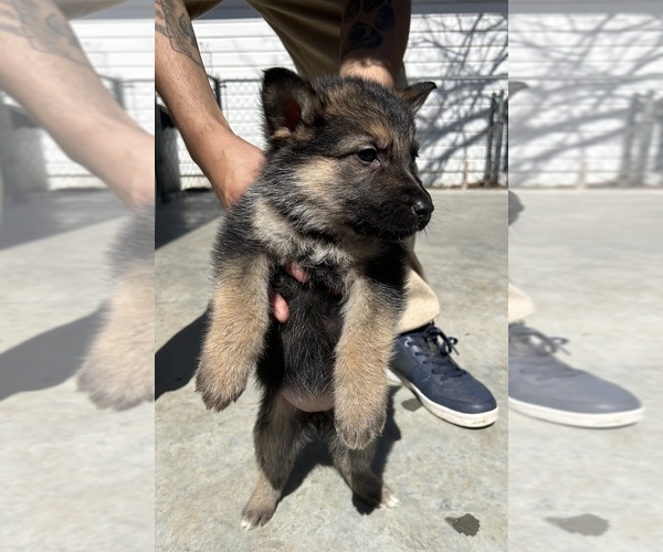 Medium Photo #21 German Shepherd Dog Puppy For Sale in FORT WORTH, TX, USA