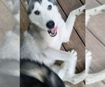 Small #8 Siberian Husky